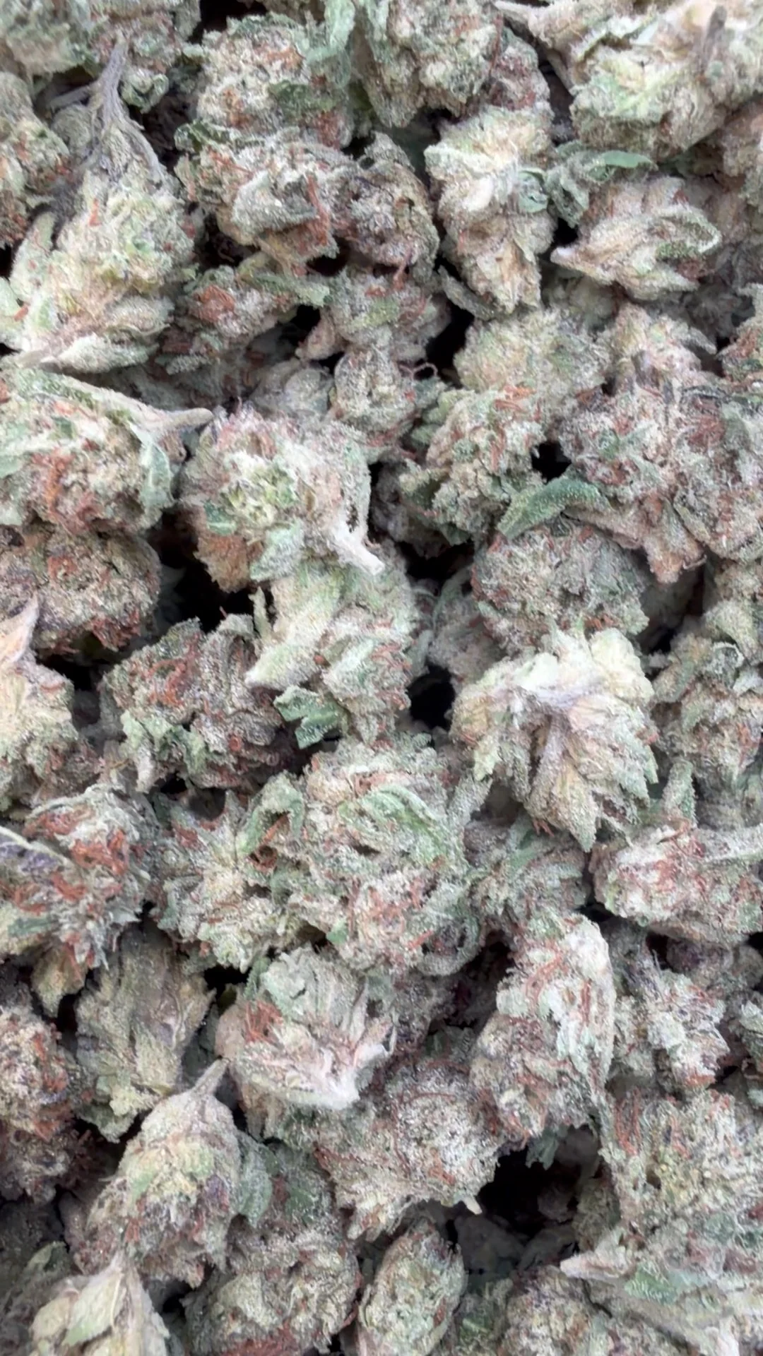 LA Kush Cake Minis - Bulk Minis - Indica