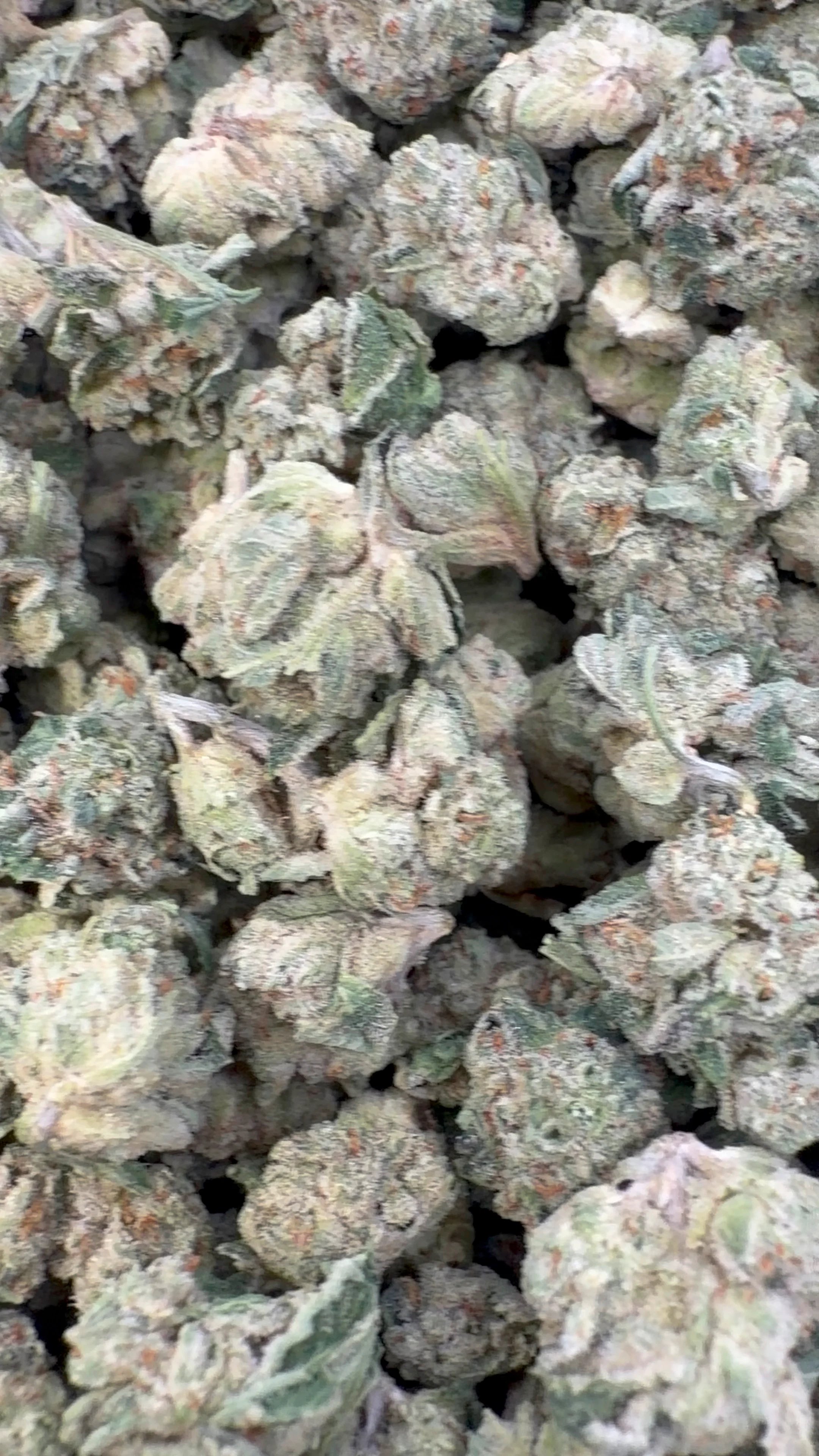 Zlushies Indoor Minis - Bulk Minis - Indica